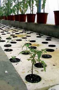 Aquaponics